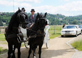 Hochzeitskutsche und Limousinen am Dresdner Elbufer